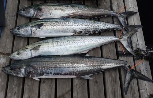 サワラの釣果
