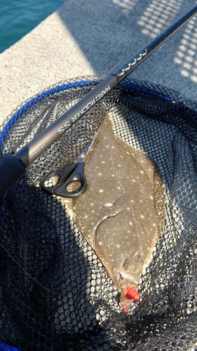 イシガレイの釣果