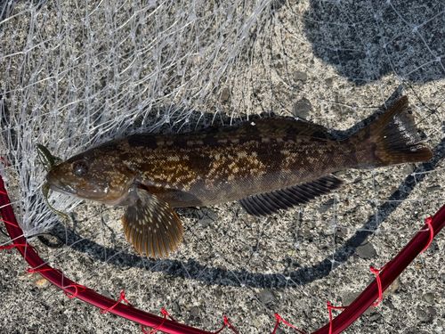 アブラコの釣果