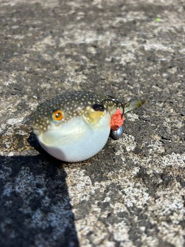 フグの釣果