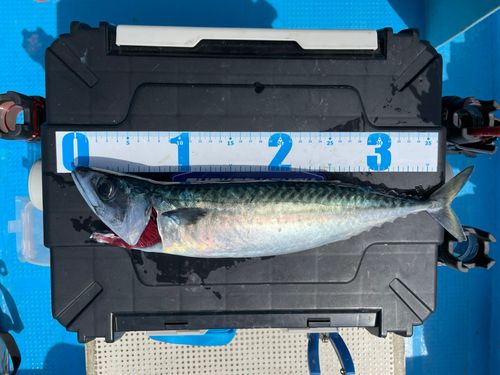 サバの釣果