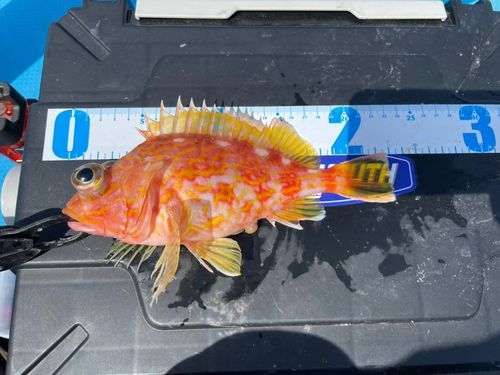 アヤメカサゴの釣果