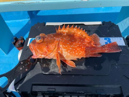 ウッカリカサゴの釣果