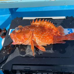 ウッカリカサゴ