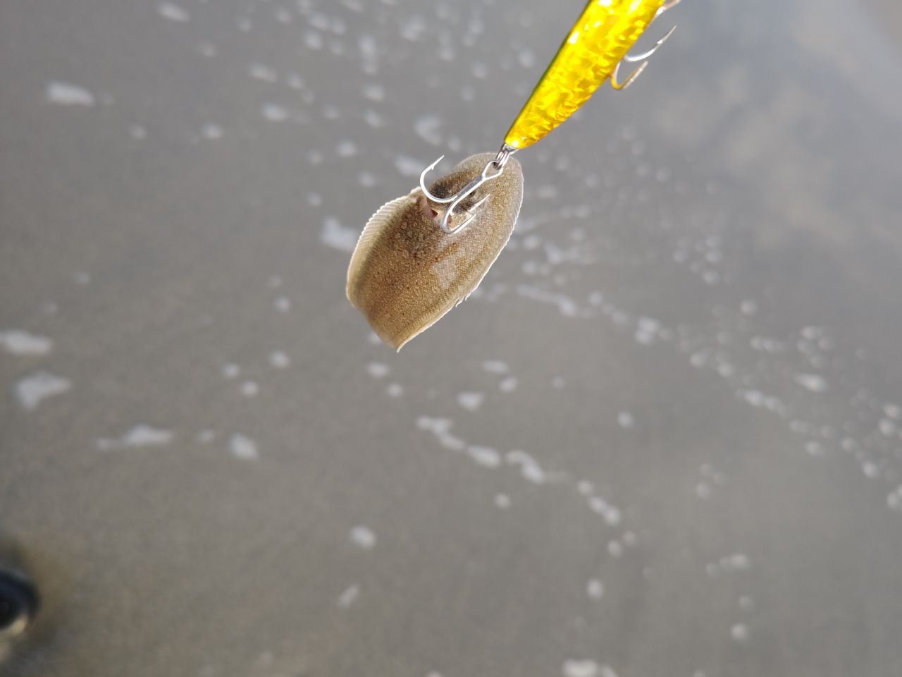 クロウシノシタ