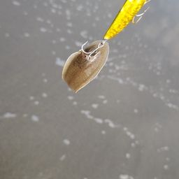 クロウシノシタ