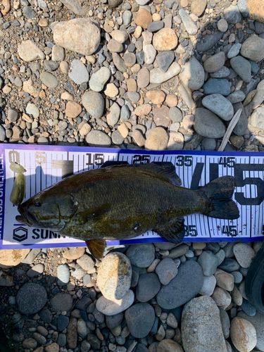 スモールマウスバス