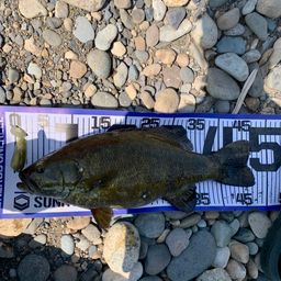 スモールマウスバス