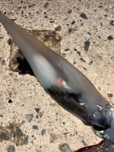 ヤリイカの釣果