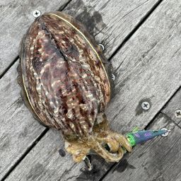 コウイカ