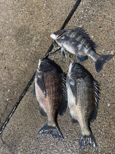 チヌの釣果