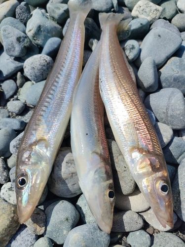 シロギスの釣果
