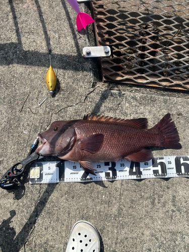 コブダイの釣果