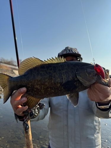 スモールマウスバスの釣果