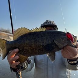 スモールマウスバス