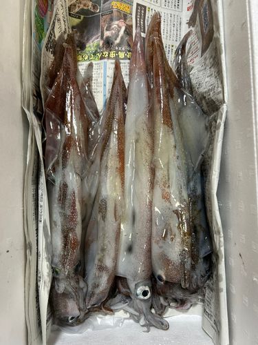 ヤリイカの釣果