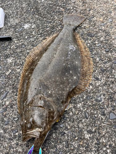 ヒラメの釣果