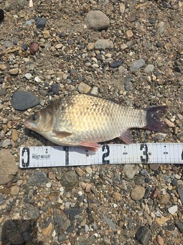 フナの釣果