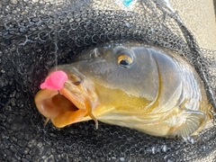 コイの釣果