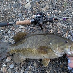 スモールマウスバス