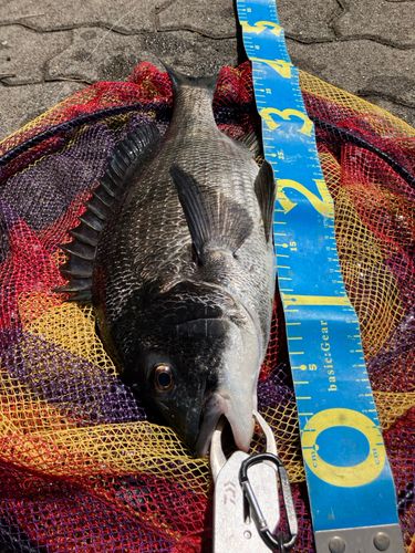 クロダイの釣果