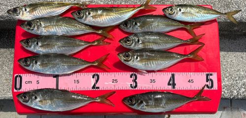 アジの釣果
