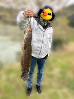 ライギョの釣果