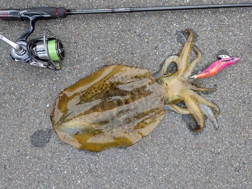 アオリイカの釣果
