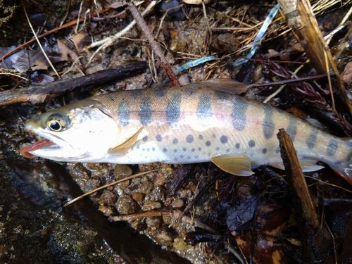 ニッコウイワナの釣果