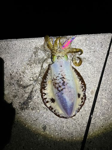 モイカの釣果