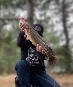 ライギョの釣果
