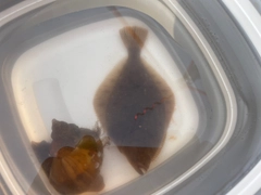 イシガレイの釣果