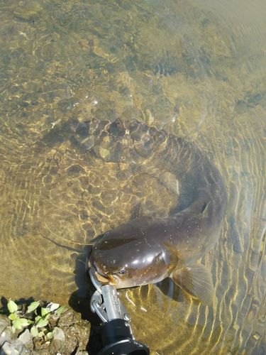 マナマズの釣果