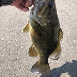 スモールマウスバス