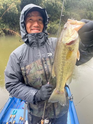 ラージマウスバスの釣果