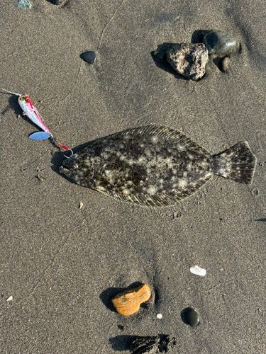 ソゲの釣果