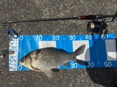 フナの釣果