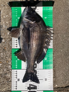 クロダイの釣果