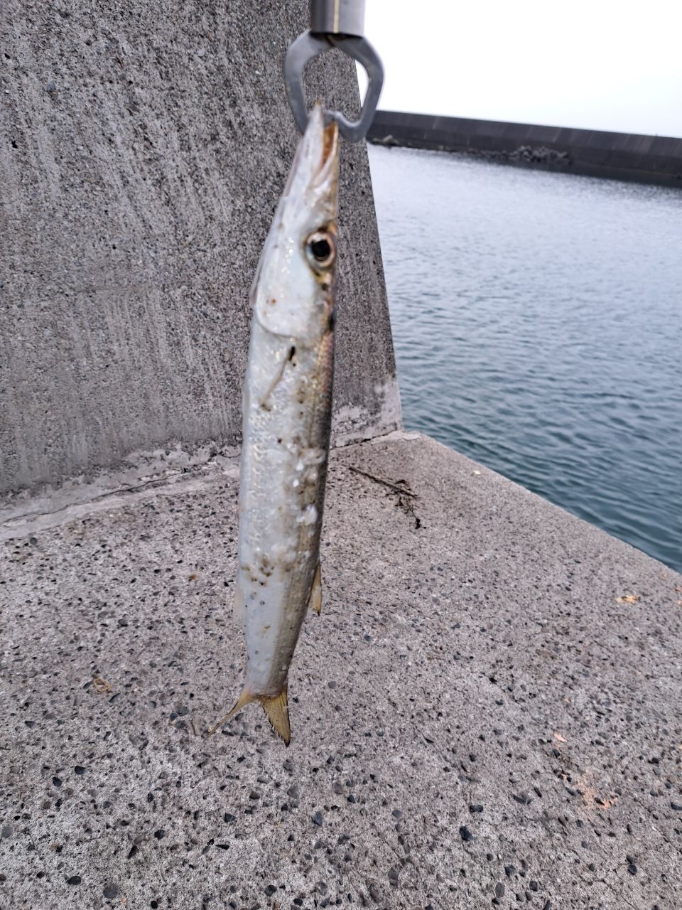 カマス
