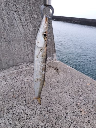 カマスの釣果
