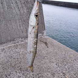 カマス
