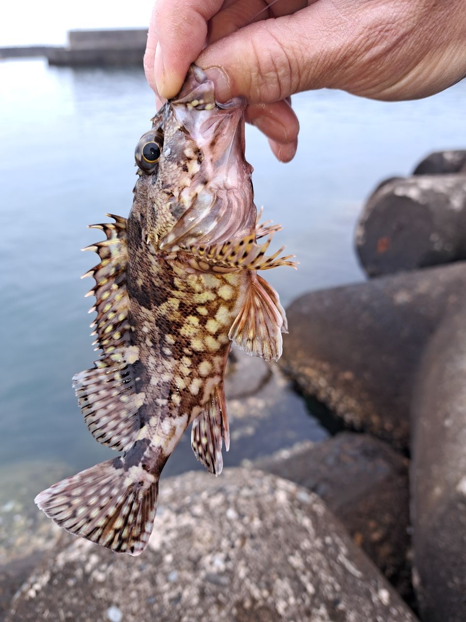 カマス