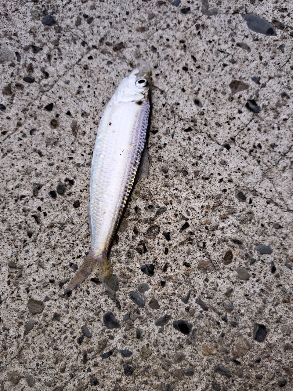 カマス