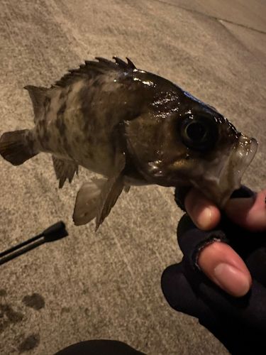 メバルの釣果