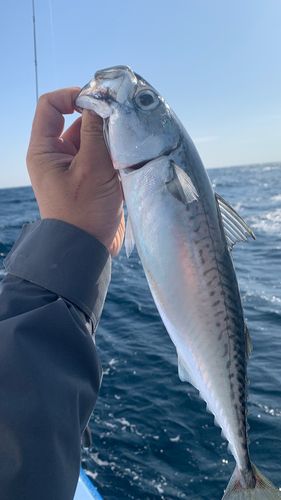 マサバの釣果