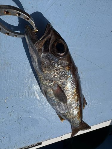 クロムツの釣果