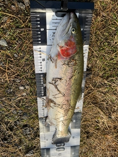 ニジマスの釣果