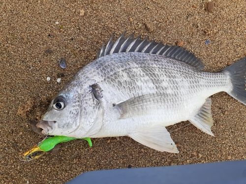 キビレの釣果