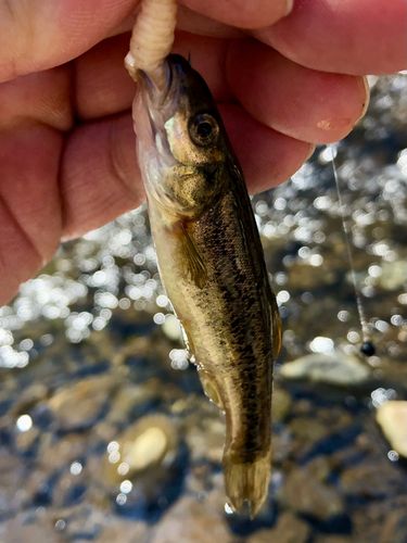 アブラハヤの釣果