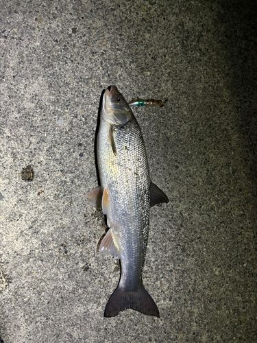 マルタウグイの釣果